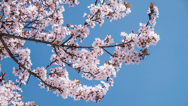 《桃花源記》教我們創業行銷的市場進入策略與市場成長策略